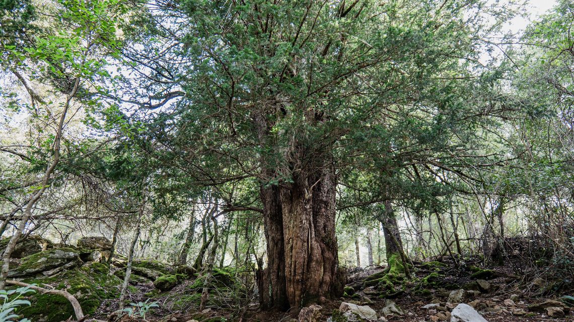 È online il concorso European Tree of The Year 2025 -  Albero Europeo dell'Anno 2025 