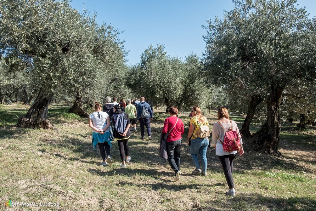 Camminata tra gli olivi 2024