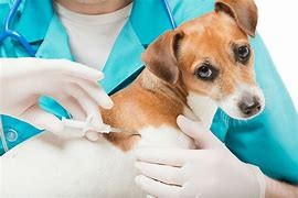 Giornata di microchippatura gratuita per cani